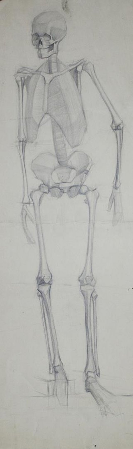 "Human skeleton"